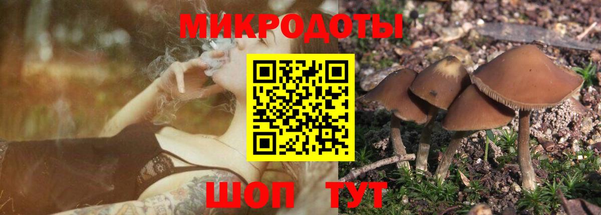 Псилоцибиновые грибы Cubensis Елабуга